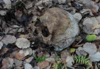 В Волховских лесах найден человеческий череп