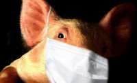 Гибель людей от «свиного» гриппа подтвердил Комздрав