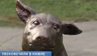 Памятник бездомному псу Юрику в Новой ЛадогеПамятник бездомному псу Юрику в Новой Ладоге