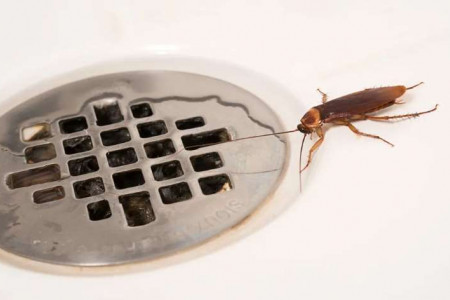 Откуда берутся тараканы в квартире и как с ними бороться?