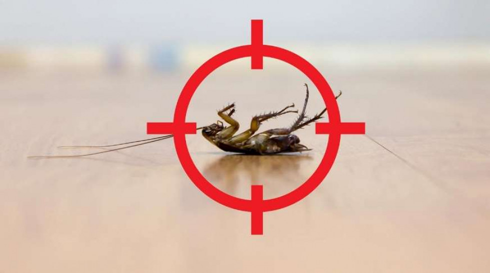Помогает ли борная кислота от тараканов?