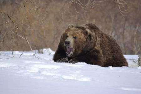 Медведи выходят из зимней спячки