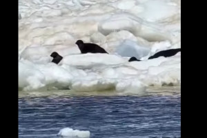 Плавучий ледяной «островок» в Ладожском озере