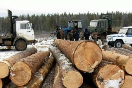 Лесничий и два предпринимателя задержаны по подозрению в незаконной рубке деревьев