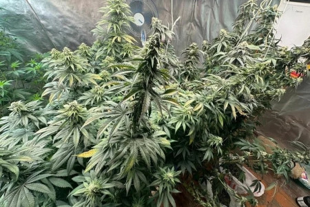 Богатый урожай марихуаны забрали полицейские у наркоаргронома