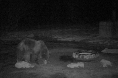 Хозяин леса на прогулке: медведи просыпаются