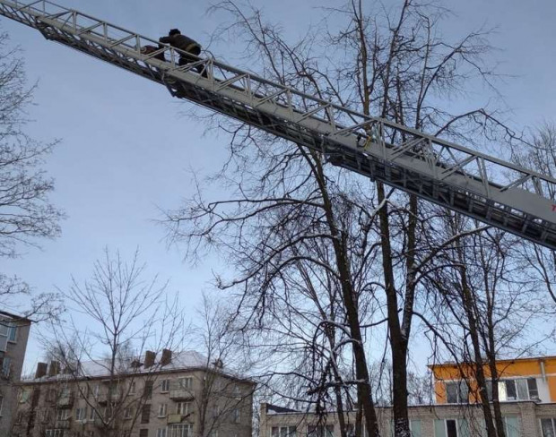 Попавшую в беду ворону спасли пожарные