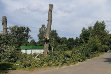 Устранение аварийных деревьев в Сясьстрое