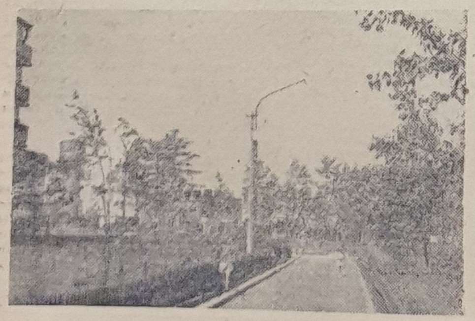 В поселке Сясьстрой асфальтируют тротуары. Фото 1969 год.