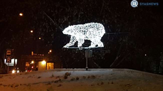Медведь в Сясьстрое