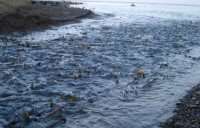Нерест палии на Ладожском озере прошел под охраной