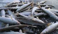 Рыбаков осудили за незаконную добычу корюшки