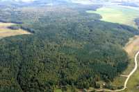 В Ленобласти обезопасят от пожаров три леса