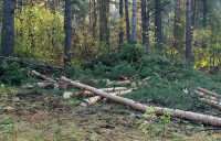 «Лесник» попался на незаконной рубке леса