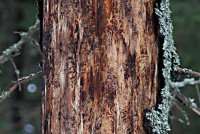 Угроза еловым лесам Ленобласти: истоки проблемы