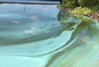 Нахимовское озеро загрязнённо ядовитой жидкостью 