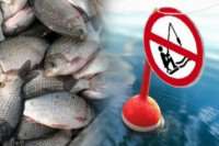 Вступили в силу запреты на рыбную ловлю
