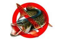 Вступают в силу запреты на рыбную ловлю