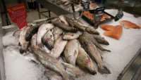 На трассе «Кола» у торговцев конфисковали 60 кг рыбы