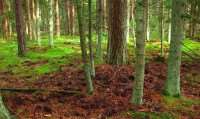 В Сясьстройском лесу полиция нашла останки