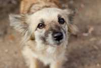 По факту гибели собаки в Сясьстрое проводится проверка