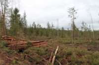 Вопросами вырубки леса заинтересовались активисты