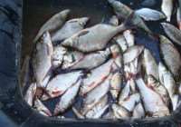 В Юшково изъяли более 600 кг рыбы