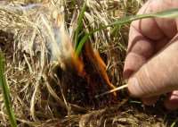 Установлен запрет на выжигание сухой травы