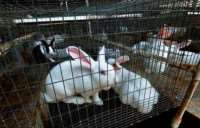 У погибших кроликов выявлены признаки острой интоксикации