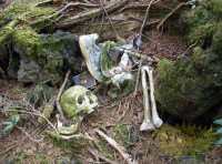 Грибник наткнулся в лесу на человеческие останки