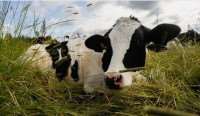 Открылась новая молочно-товарная ферма