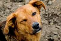 Бездомные собаки Ленобласти: борьба набирает обороты