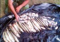 20 уголовных дел о незаконной добыче рыбы