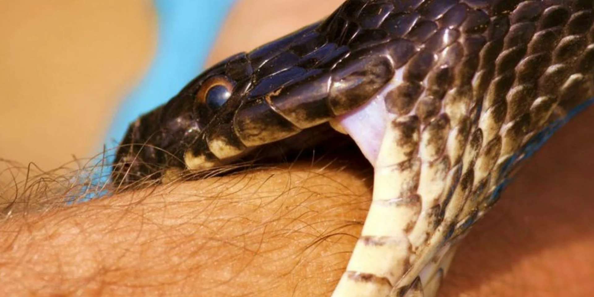 К чему снятся укусы змей мужчине. Укус гадюки (как кусает гадюка).